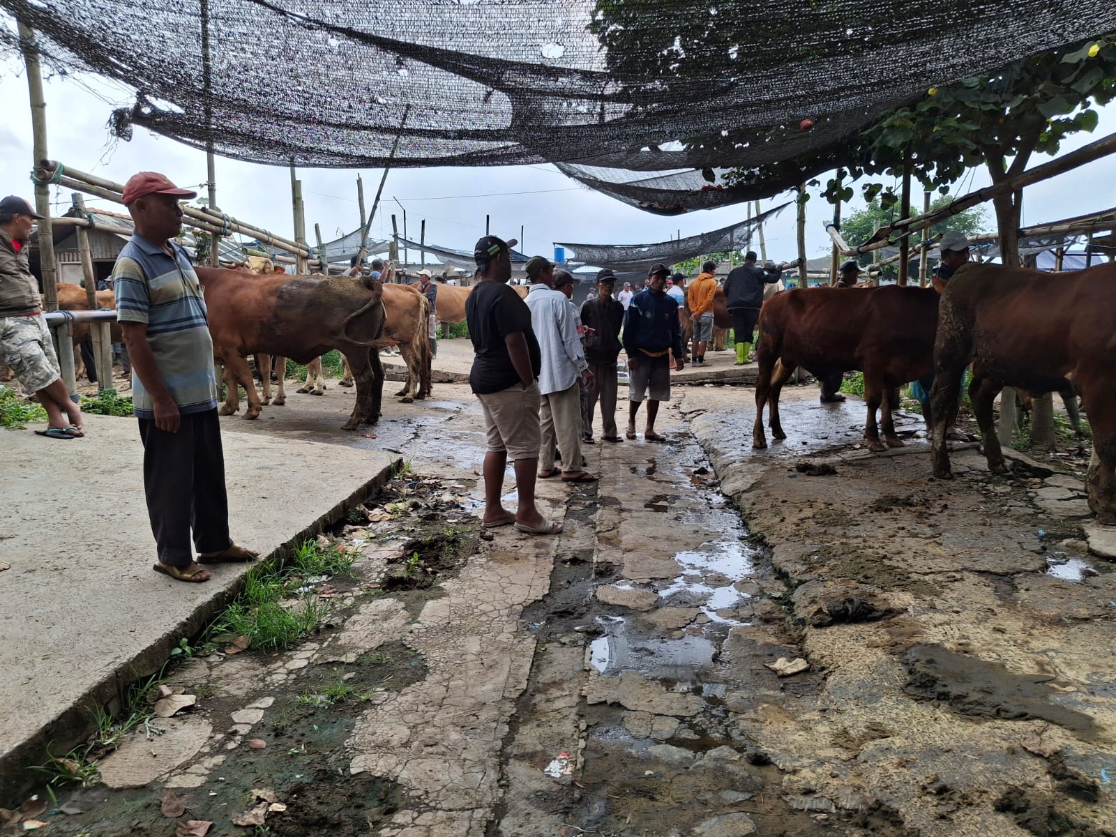 Aktivitas di PAsar Hewan Gondanglegi