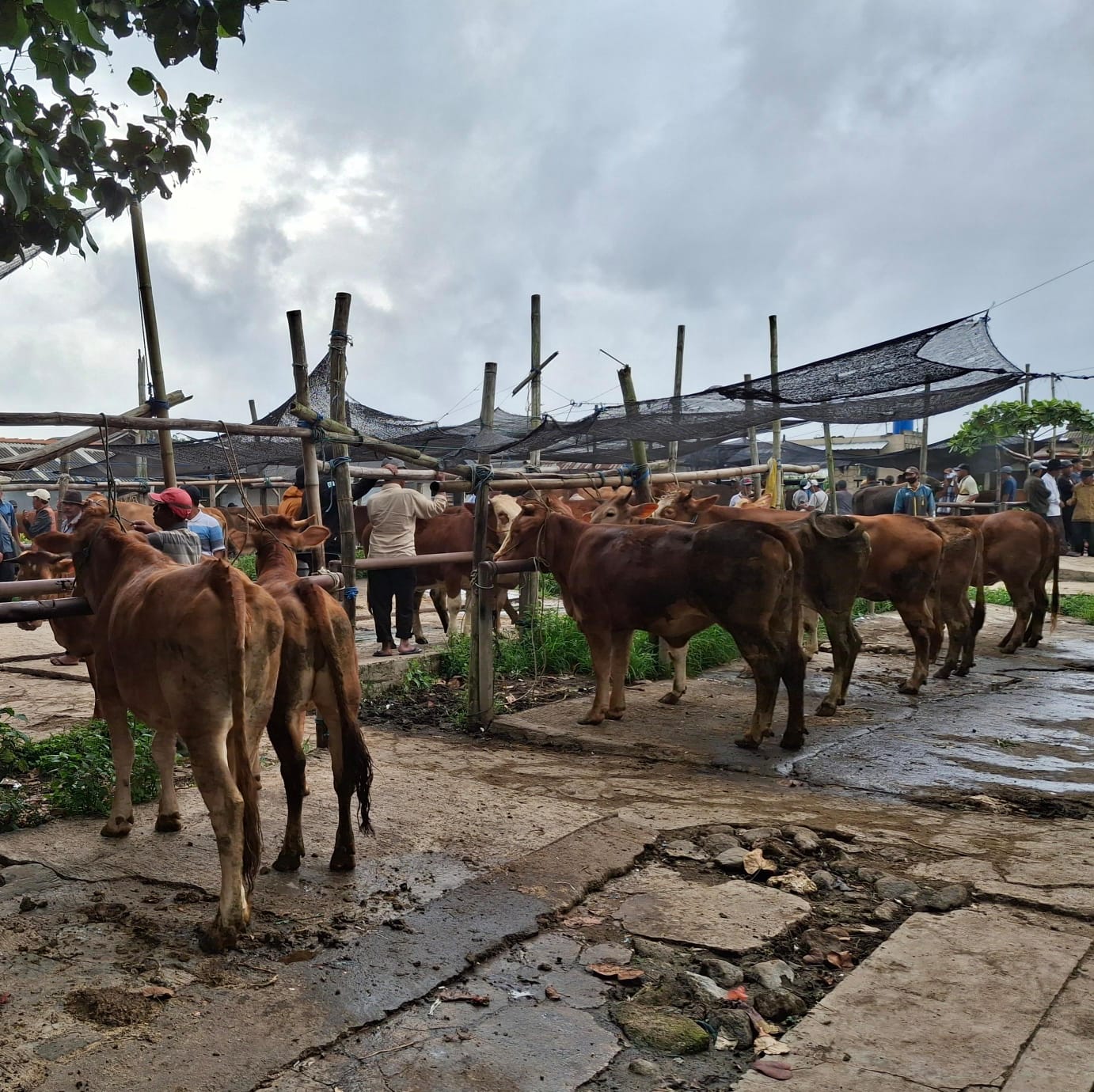 Hewan ternak di pasar gondanglegi