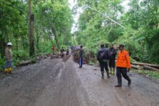 Jalan Raya Gunung Geger Malang Ditutup Akibat Longsor dan Pohon Tumbang
