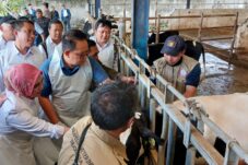 Pemprov Jatim Siapkan 325 Ribu Lebih Vaksin untuk Pencegahan Wabah PMK