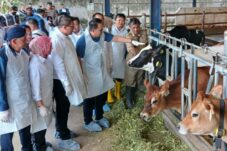 616 Sapi di Kabupaten Malang Terpapar PMK, 60 Persennya Bisa Disembuhkan