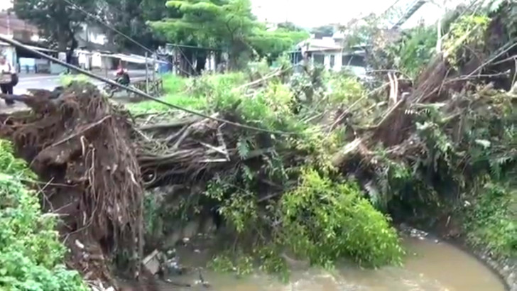 Pohon Tumbang di Pakisaji Sebabkan Pemadaman Listrik