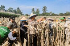 Panen Raya Jagung Serentak, Kapolres Malang Ingatkan Petani Tak Bakar Lahan