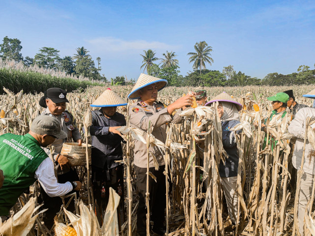 Panen Raya Jagung Serentak, Kapolres Malang Ingatkan Petani Tak Bakar Lahan