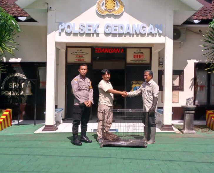 Polres Malang Serahkan Satwa Dilindungi Elang Ular Bido ke BBKSDA Jatim