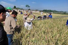 Kembangkan Padi Sukma Untuk Tingkatkan Pendapatan Petani 7 IMG 20250617 WA0038