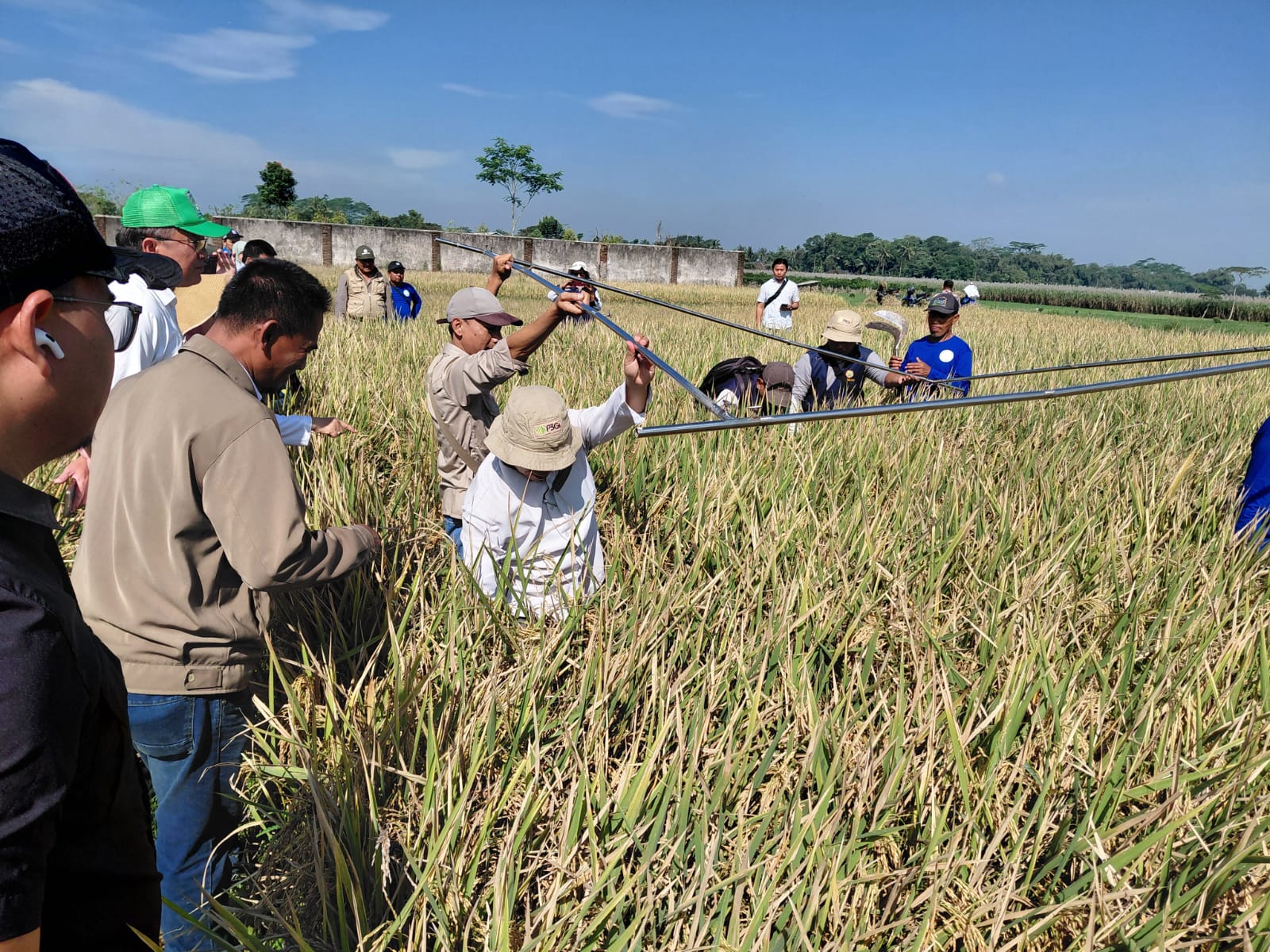 Kembangkan Padi Sukma Untuk Tingkatkan Pendapatan Petani 5 IMG 20250617 WA0038