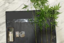 Tanam Ganja Diam-diam di Belakang Kandang Ayam, Warga Dampit Diamankan Polisi