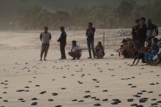 Cegah Kepunahan, 2.000 Tukik Dilepas di Pantai Modangan Malang 3 Cegah Kepunahan, 2.000 Tukik Dilepas di Pantai Modangan Malang