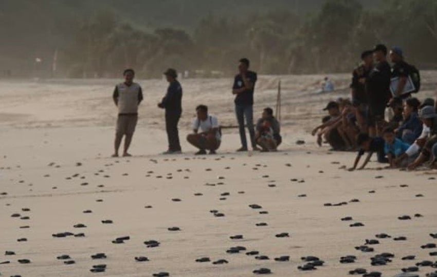 Cegah Kepunahan, 2.000 Tukik Dilepas di Pantai Modangan Malang