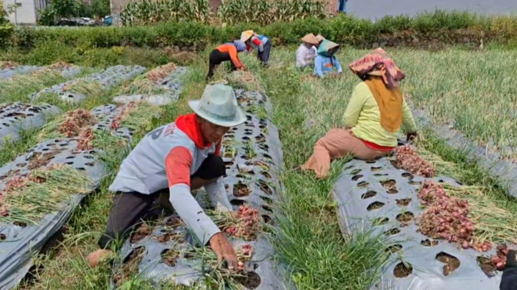 Panen raya bawang merah di Kecamatan Ngantang, Kabupaten Malang.