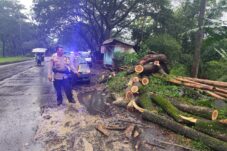 Lalu lintas Jalan Jalibar Kepanjen tersendat akibat Pohon Tumbang Melintang