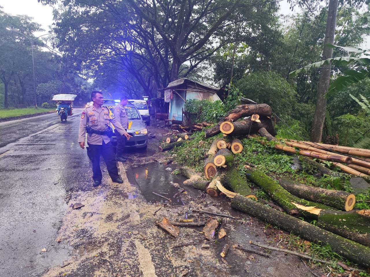Lalu lintas Jalan Jalibar Kepanjen tersendat akibat Pohon Tumbang Melintang