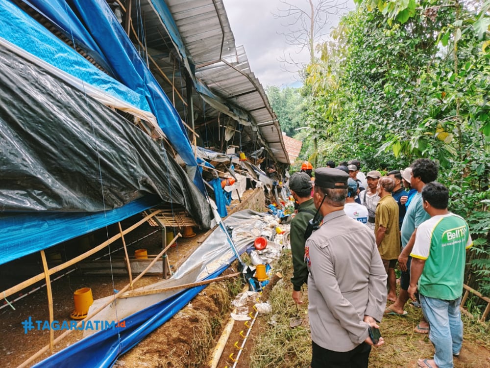 Polres Malang Selidiki di Balik Robohnya Kandang Ayam Wonosari 9 Polres Malang Selidiki di Balik Robohnya Kandang Ayam Wonosari