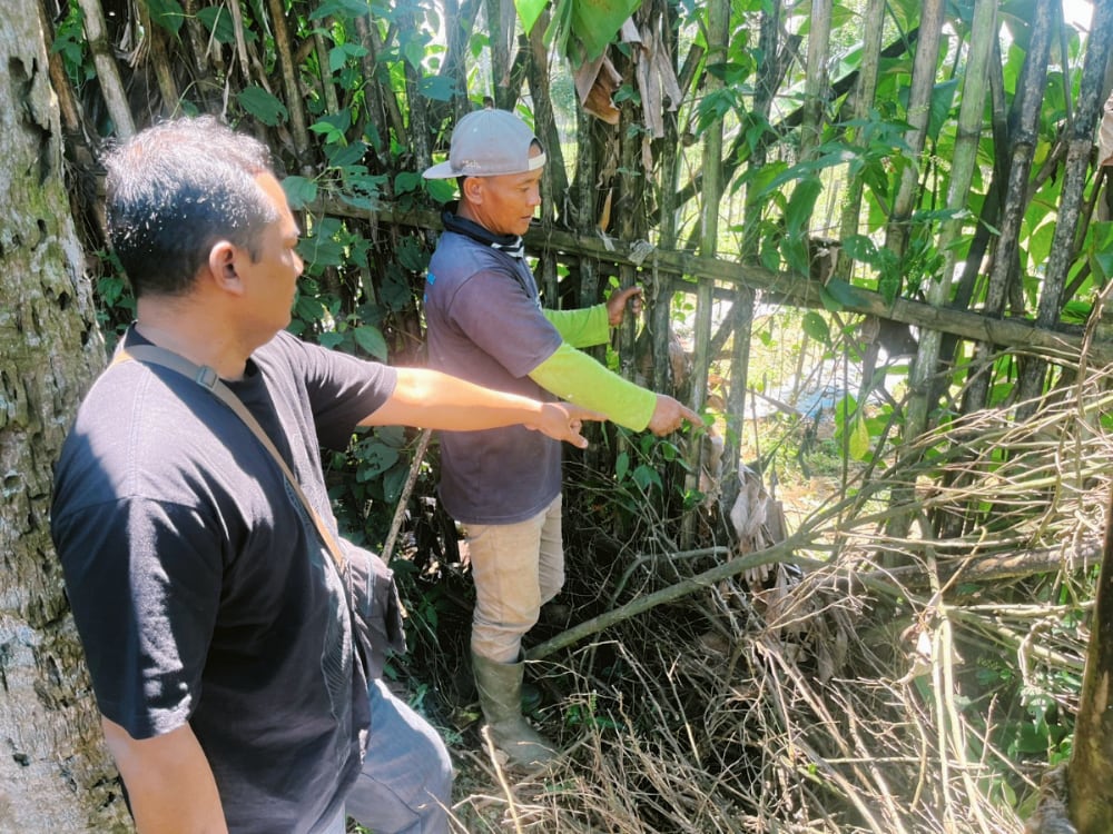 Polsek Poncokusumo Tangka 2 Pencuri Ratusan Kilo Jeruk