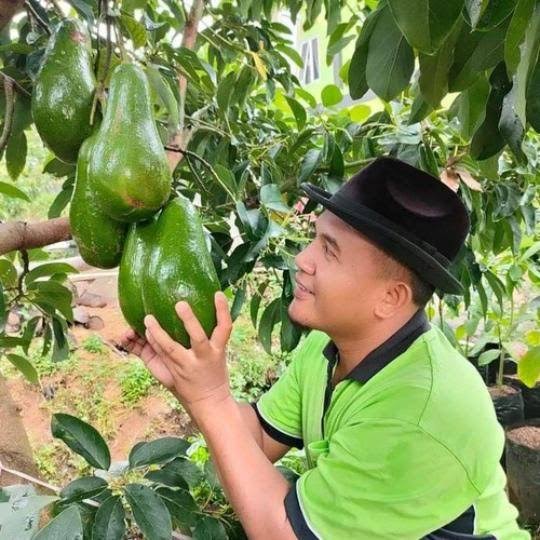 Mengenal Alpukat Pameling Lawang, Buah Raksasa Premium Asli Malang yang Tembus Pasar Ekspor 2 Mengenal Alpukat Pameling Lawang, Buah Raksasa Premium Asli Malang yang Tembus Pasar Ekspor